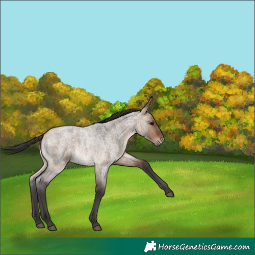 Horse Color:Bay Roan Dun 