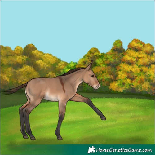 Horse Color:Bay Dun Varnish 