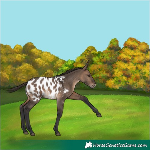 Horse Color:Brown Dun Blanket 