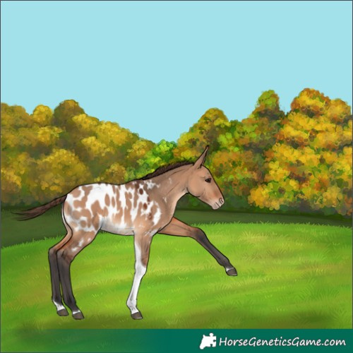 Horse Color:Bay Dun Tobiano Blanket 