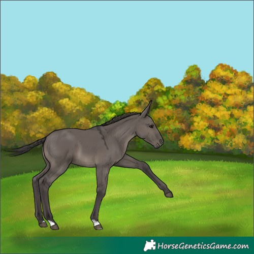 Horse Color:Smoky Grullo 