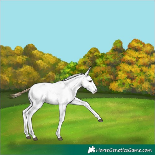 Horse Color:Buckskin Dun Appaloosa 