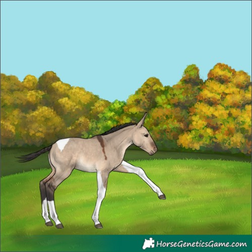 Horse Color:Brown Dun Tobiano 