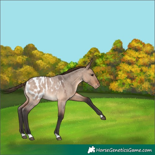 Horse Color:Brown Roan Dun Appaloosa 