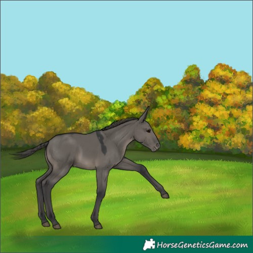 Horse Color:Grullo Appaloosa 