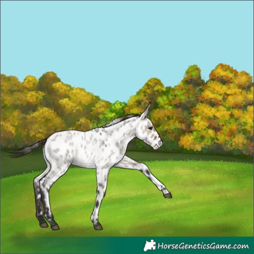 Horse Color:Brown Roan Dun Appaloosa 