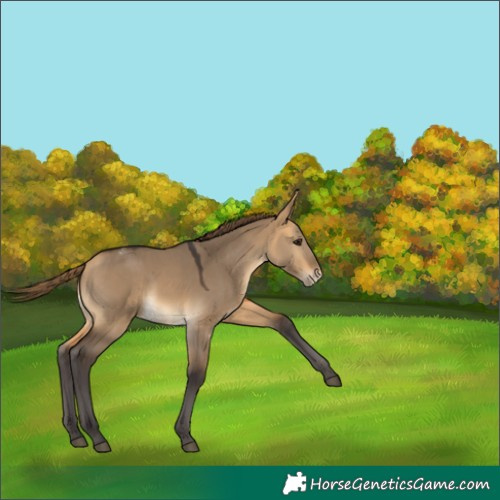 Horse Color:Buckskin Dun Appaloosa 