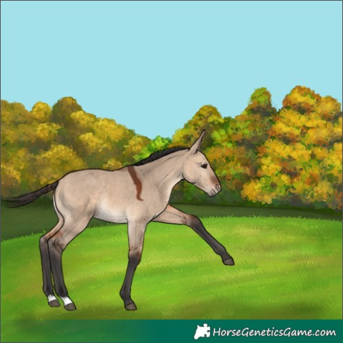 Horse Color:Bay Dun 
