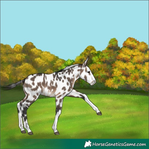 Horse Color:Brown Dun Splash Appaloosa 