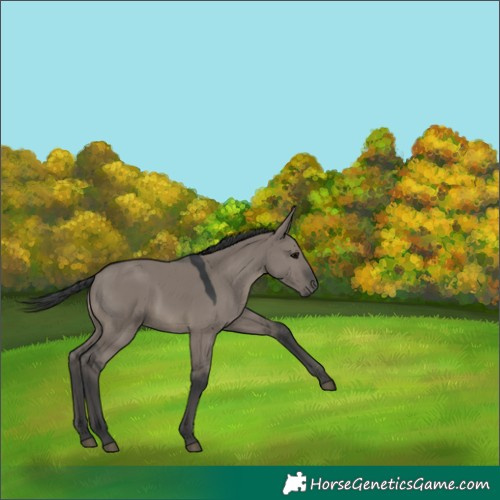 Horse Color:Grullo 