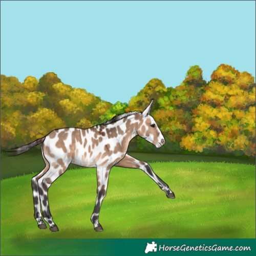 Horse Color:Brown Dun Leopard 