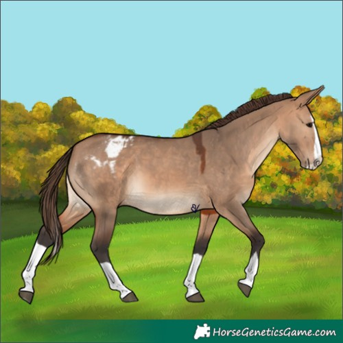 Horse Color:Bay Dun Splash Appaloosa 