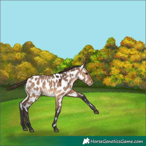 Horse Color:Brown Dun Near Leopard 