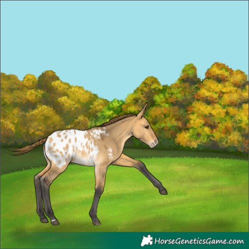 Horse Color:Buckskin Dun Appaloosa 
