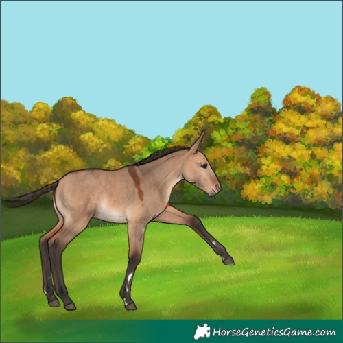 Horse Color:Bay Dun 