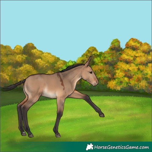 Horse Color:Bay Dun 