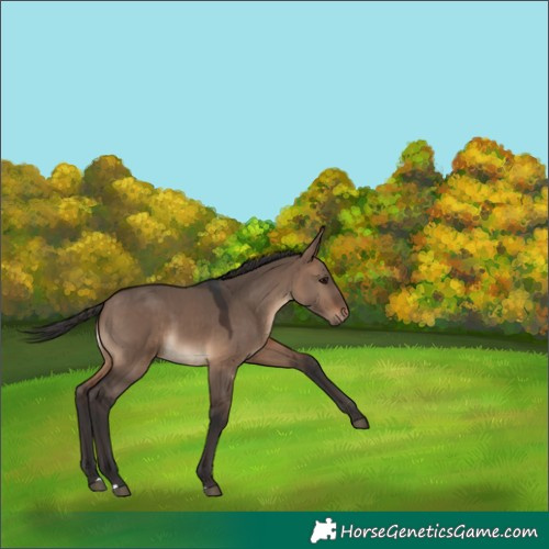 Horse Color:Brown Dun 