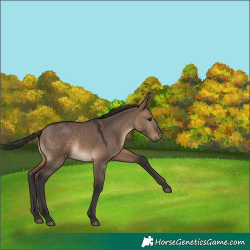 Horse Color:Brown Dun 