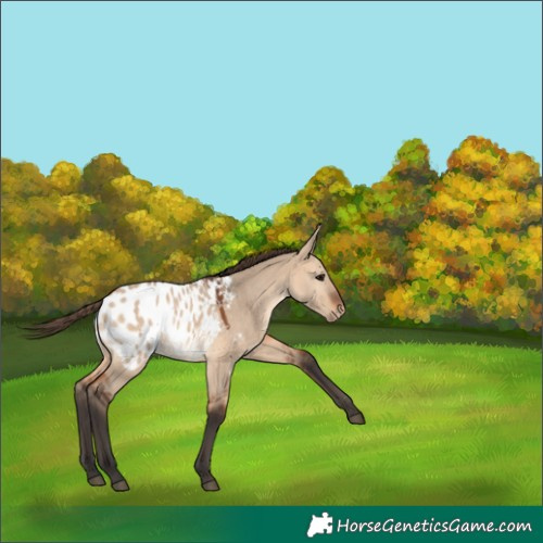 Horse Color:Bay Dun Appaloosa 