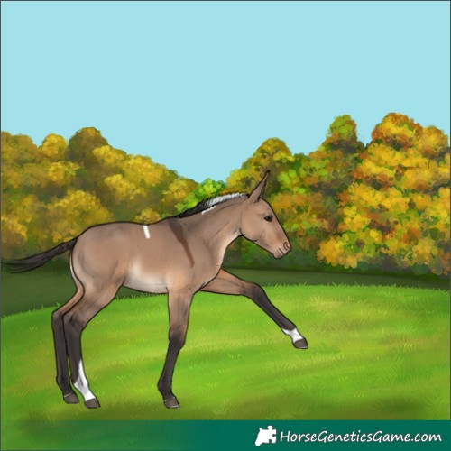 Horse Color:Brown Dun Tobiano 