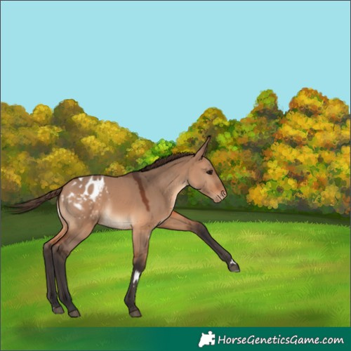 Horse Color:Bay Dun Appaloosa 