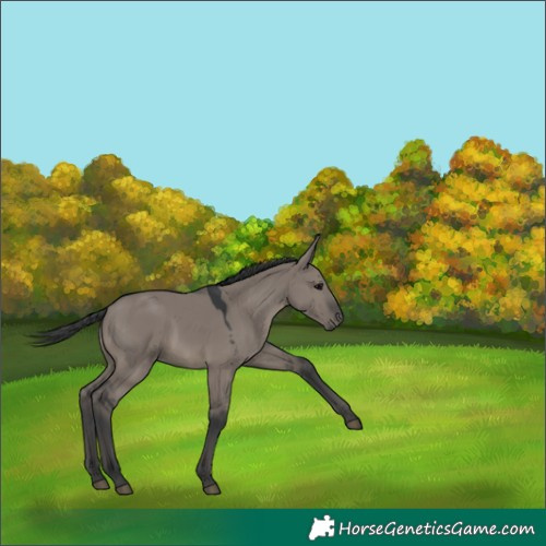 Horse Color:Grullo 