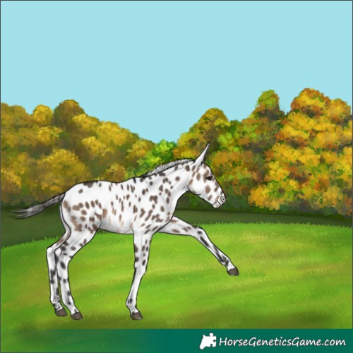 Horse Color:Brown Dun Leopard 