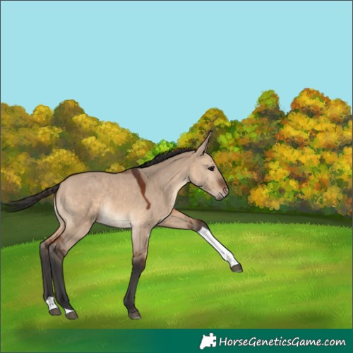Horse Color:Brown Dun Tobiano 