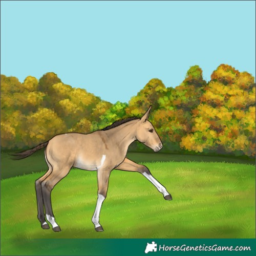 Horse Color:Buckskin Dun Tobiano 