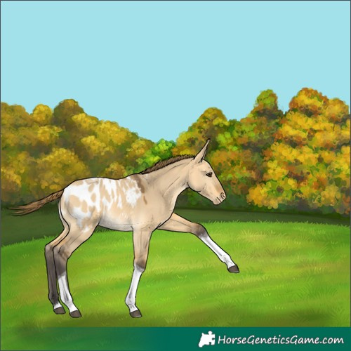 Horse Color:Buckskin Dun Tobiano Appaloosa 