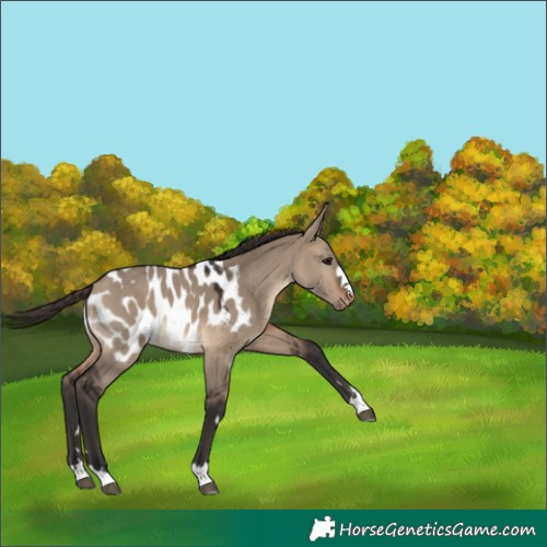 Horse Color:Brown Dun Appaloosa 