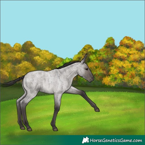 Horse Color:Smoky Grullo Roan 