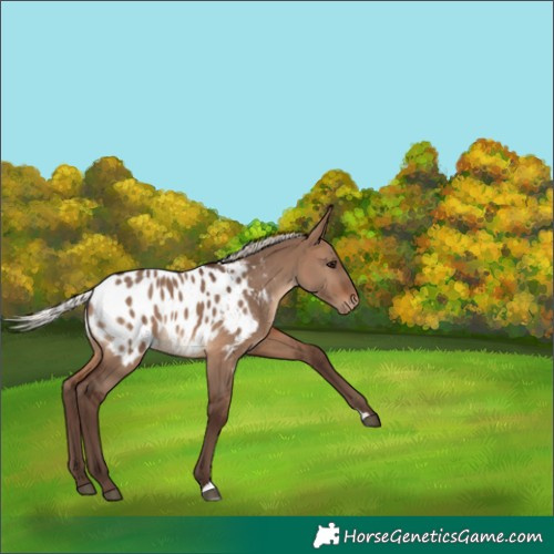 Horse Color:Silver Brown Dun Appaloosa 