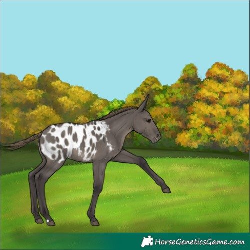Horse Color:Smoky Grullo Blanket 