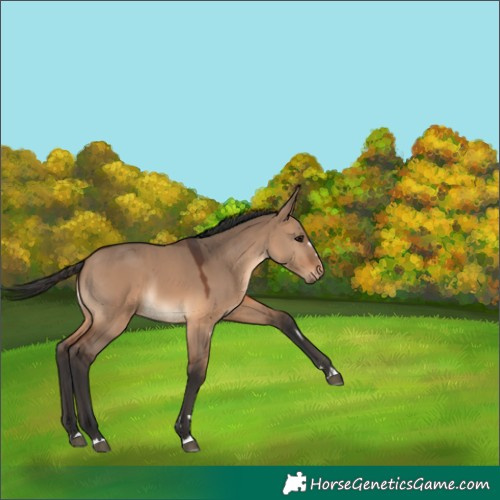 Horse Color:Brown Dun 