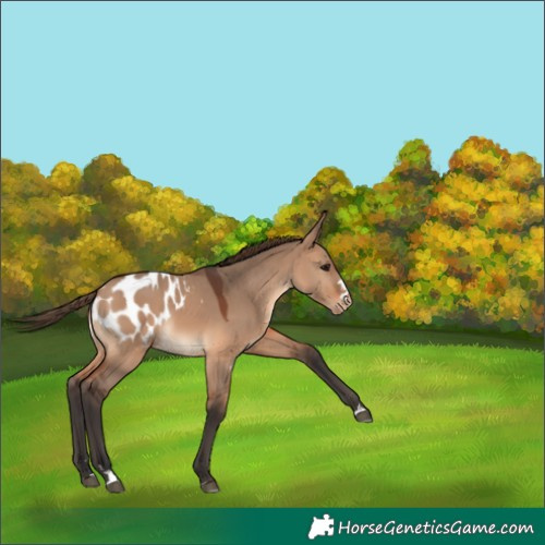 Horse Color:Bay Dun Appaloosa 