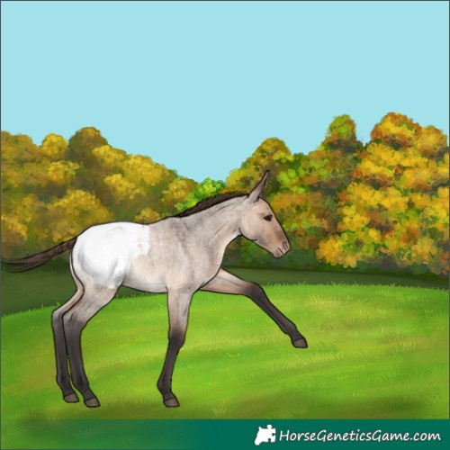 Horse Color:Brown Roan Dun Appaloosa 