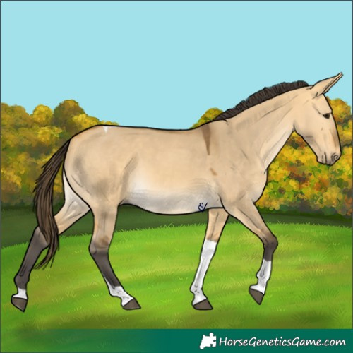 Horse Color:Buckskin Dun Tobiano 