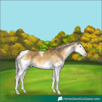 Horse Color:Chocolate Palomino Dun Mushroom Splash Tobiano