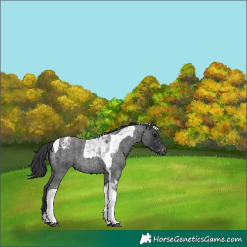 Horse Color:Blue Roan Tobiano Snowflake Varnish 