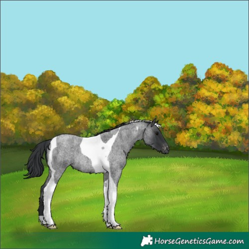 Horse Color:Blue Roan Tobiano Varnish Rabicano 