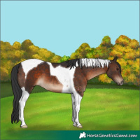 Horse Color:Brown Tobiano 
