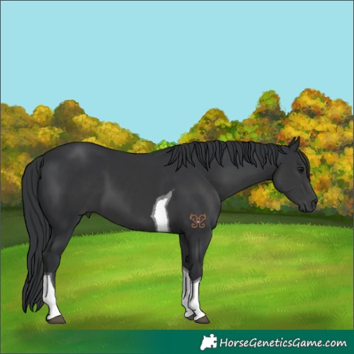 Horse Color:Black Tobiano 