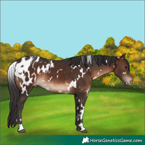 Horse Color:White Spotted Brown Blanket Rabicano 