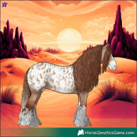 Horse Color:Red Dun Appaloosa  and Red Dun Splash Appaloosa 