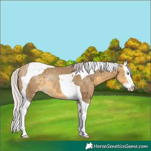 Horse Color:Silver Sable Cream Champagne Splash Tobiano Rabicano 