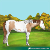 Horse Color:Gray Classic Champagne Pearl Splash Tobiano Appaloosa Rabicano 