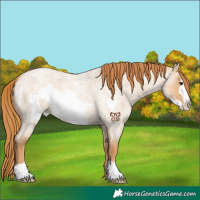 Horse Color:Red Dun Roan Frame 