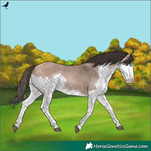 Horse Color:Bay Dun Splash Rabicano