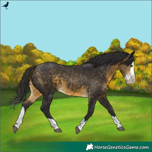 Horse Color:Buckskin Splash